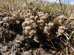 Lepidium solandri