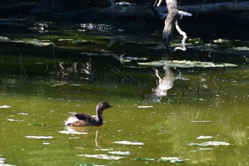 iNaturalist image