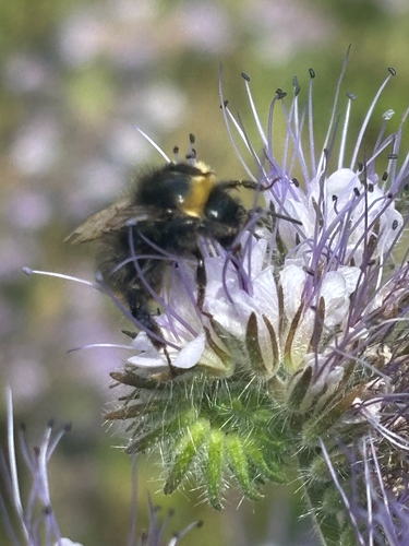 Early Bumble Bee