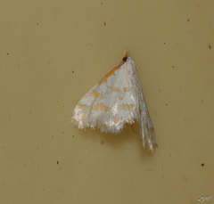 Leptosteges
