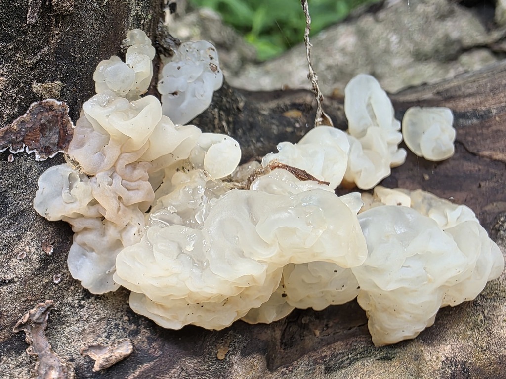 white jelly fungus · June 2026 · photo: Photo: no rights reserved · iNaturalist