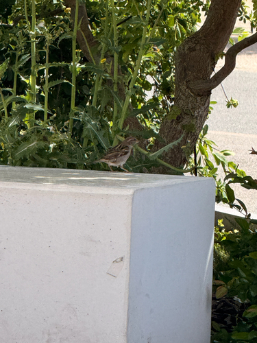 House Sparrow