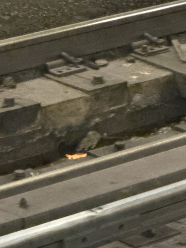 Rat photographed near here on 2026-06-04