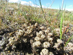 Lepidium solandri