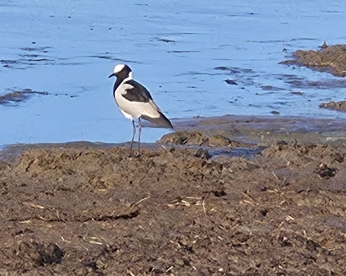 iNaturalist: (c) naturalist152529, some rights reserved (CC BY-NC), uploaded by naturalist152529 iNaturalist image