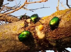 Protaetia cuprea ignicollis