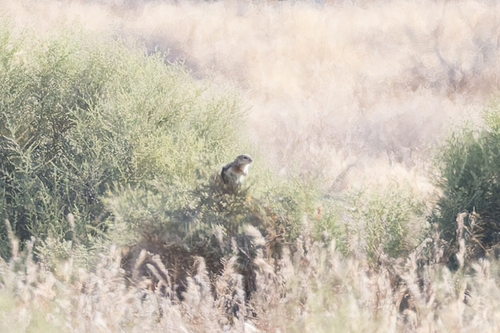 Nelson's Antelope Squirrel observed by mjandersen