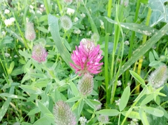 Trifolium purpureum