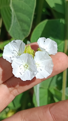 Skyblue Clustervine