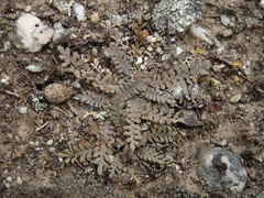 Lepidium solandri