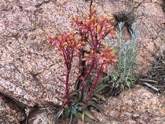 Dudleya saxosa collomiae