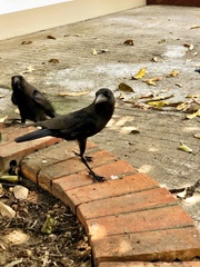 Corvus splendens insolens