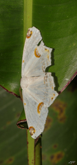 Sericoptera mahometaria
