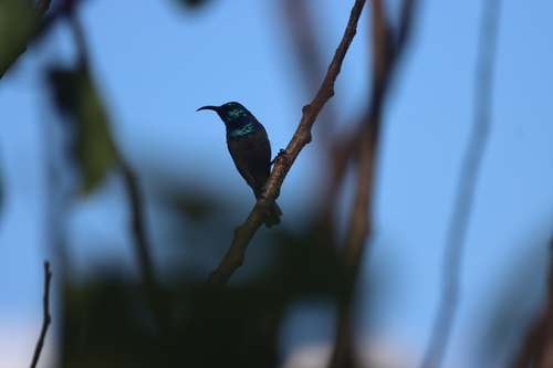 Green-headed Sunbird photographed in Burundi