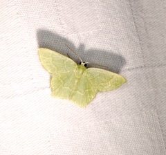 Idiochlora minuscula