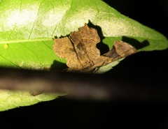 Monobolodes prunaria