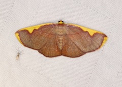 Nothomiza flavicosta