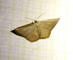 Plesiomorpha flaviceps