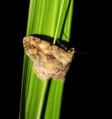 Psilalcis galsworthyi