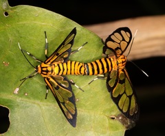 Amata grotei