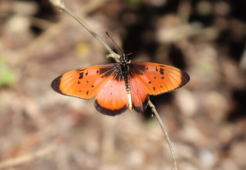 Natal Acraea