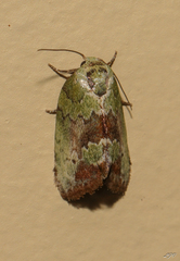 Afrida ydatodes