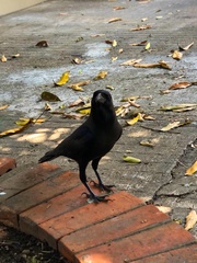 Corvus splendens insolens