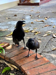 Corvus splendens insolens