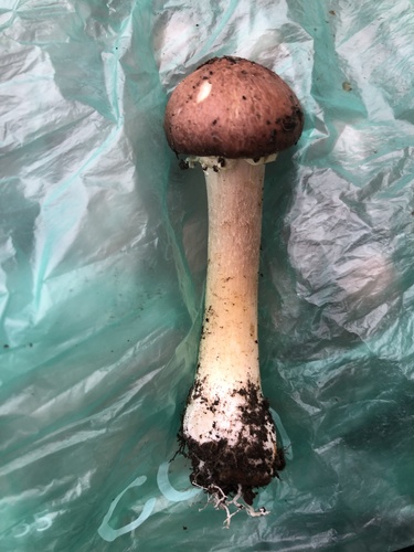 Wine Cap Mushroom