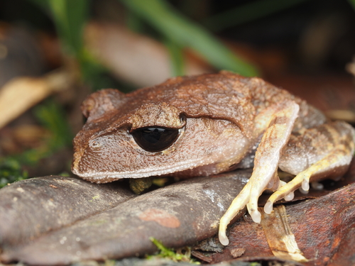 Leptobrachium montanum, 2026-04-17