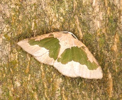 Celenna festivaria