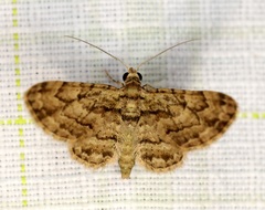 Gymnoscelis biangulata
