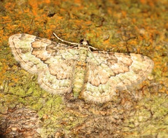 Gymnoscelis taprobanica