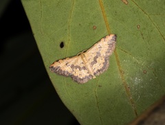Idaea phaeocrossa