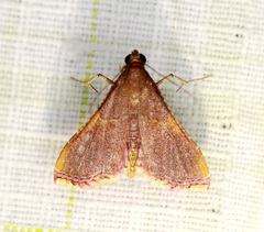 Endotricha olivacealis