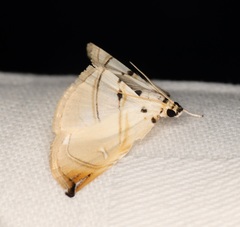 Trichophysetis hampsoni