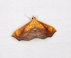 Hyalobathra micralis