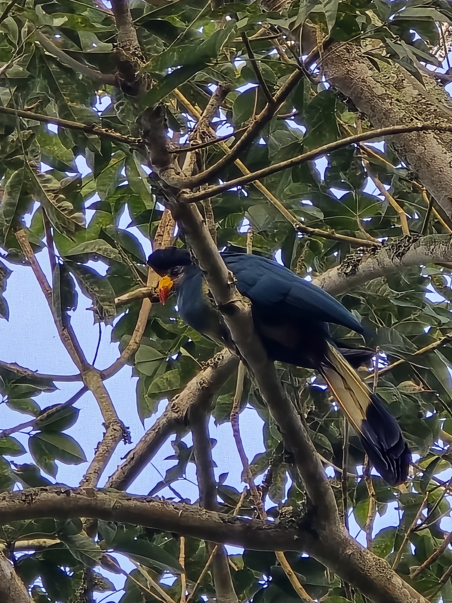 Great Blue Turaco (Corythaeola cristata), photo 8