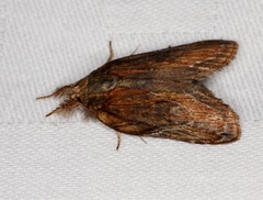 Lamprothripa scotia