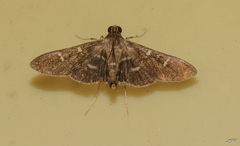 Desmia subdivisalis
