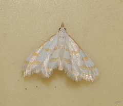 Leptosteges onirophanta