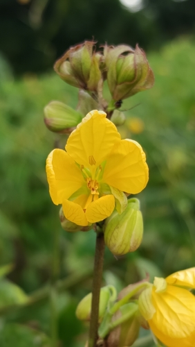 Coffee Senna