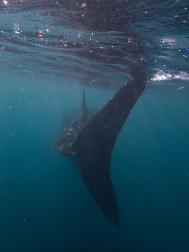 Whale Shark