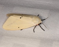 Spilarctia subcarnea