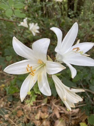 Madonna lily