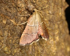 Stemmatophora flavicaput