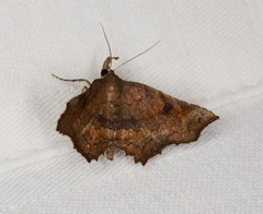 Throana pectinifer