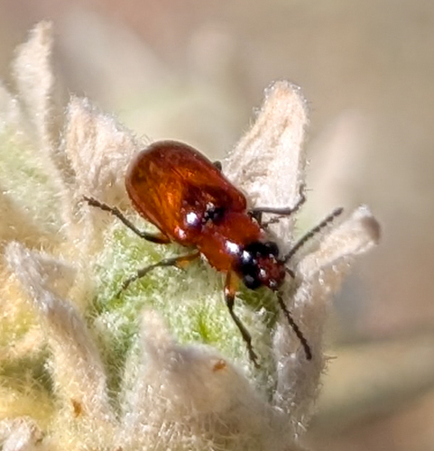Pteleon brevicornis