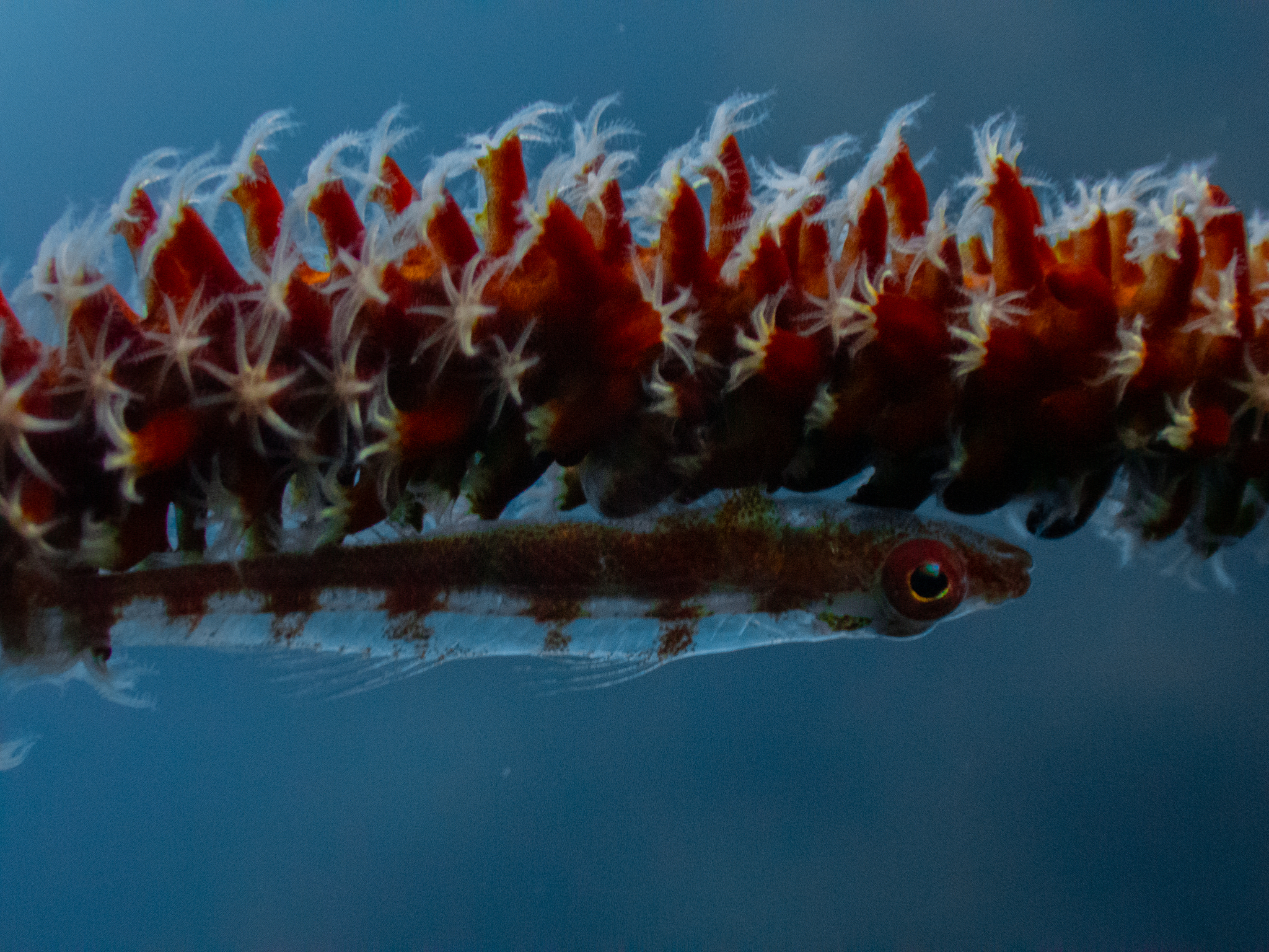 Loki Whip-Goby photo 8