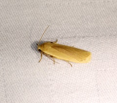 Danielithosia immaculata